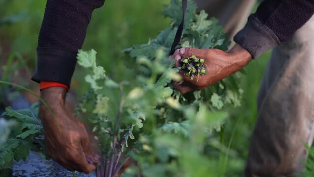 Closeup of farmers hands as he picks and holds kale in a field with dew falling off the leaves.
