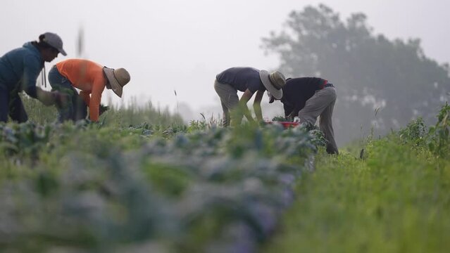 Long view of farmers bent over picking kale and vegetables in a field at sunrise in early morning haze.