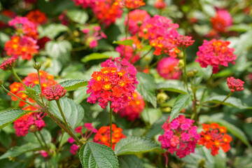 Lantana camara (common lantana) is a species of flowering plant within the verbena family (Verbenaceae),