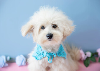 the muzzle of a cute little dog puppy maltipu poodle with a blue collar