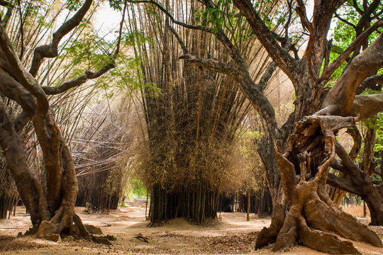 Cubbon Park,Old Bamboo Trees,Bengaluru,Karnataka,India. Old Bamboo trees loosing their green color and turning brown in Cubbon Park,Bangalore. Beautiful framing created by old large trees.