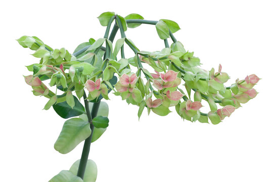 Candelilla, Tall slipper plant or Slipper spurge bloom isolated on white background included clipping path.
