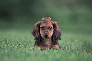 long haired dachshund puppy wearing crown