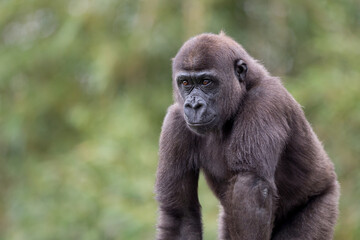 portrait of young gorilla