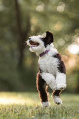 old english sheepdog puppy jumping in the grass