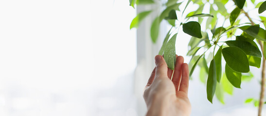 hand touching and  holding a green leaf of a plant. Horizontal banner.