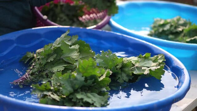 Closeup of kale floating in a pool being washed after being freshly picked. Shot in slow motion.