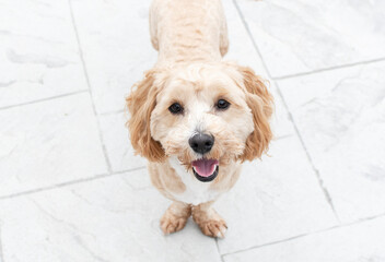 Portrait of a cute spaniel looking at the camera. Cute golden doggy