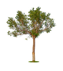 The Tree isolated on white background, Save Clipping Path. Tropical tree isolated.