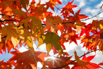 Fall or autumn view. Plane tree leaves in the autumn with direct sunlight.