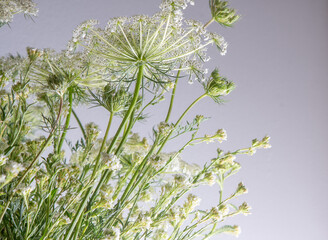 Bouquet of white flowers on a white background. Wild carrot and yarrow. Simple summer flower. Nature flora aesthetic. Petal bud. Floral botanical. Minimal style.
