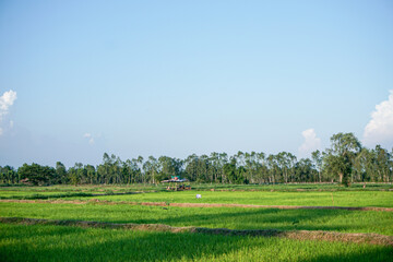 Extensive green rice fields on a beautiful blue sky day