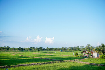 Fototapeta na wymiar Extensive green rice fields on a beautiful blue sky day