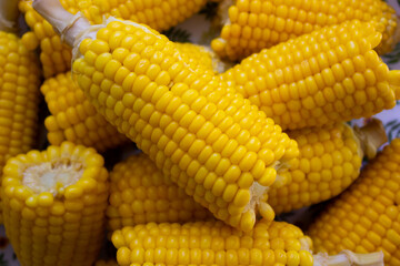 Top-down view of fresh yellow corn cobs resting on rustic wood. A warm, editorial-friendly still life ideal for food, harvest, and organic agriculture themes with natural ambiance.
