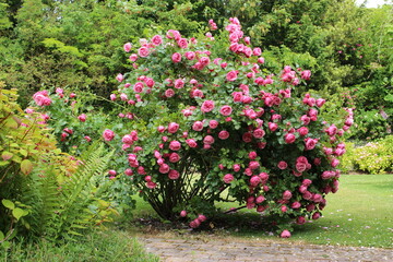 Fototapeta na wymiar Beau rosier rose à Veules-les-Roses