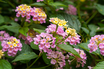 Fototapeta premium Lantana camara (common lantana) is a species of flowering plant within the verbena family (Verbenaceae),