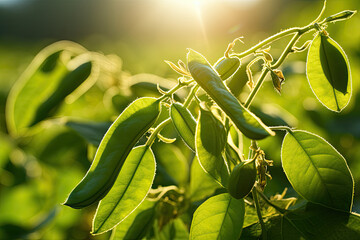 Soybean pods on soybean plantation, in sunlight background, close up. Soy plant. Soy pods. Soybean field.  - obrazy, fototapety, plakaty