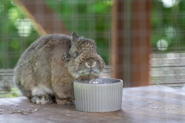 A little bunny in a large cage drinking water