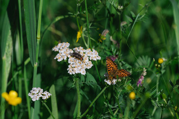 Fototapeta na wymiar Gadfly and orange brown-spotted butterfly hanging out side by side