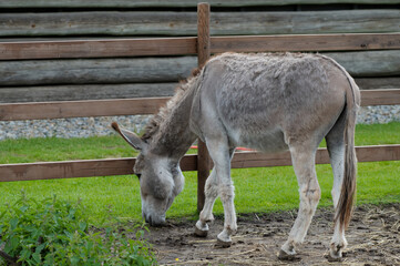Donkey in enclosure eating grass
