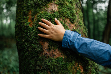 young female hand touching old tree bark at sunrise in summer forest, protect nature, green...