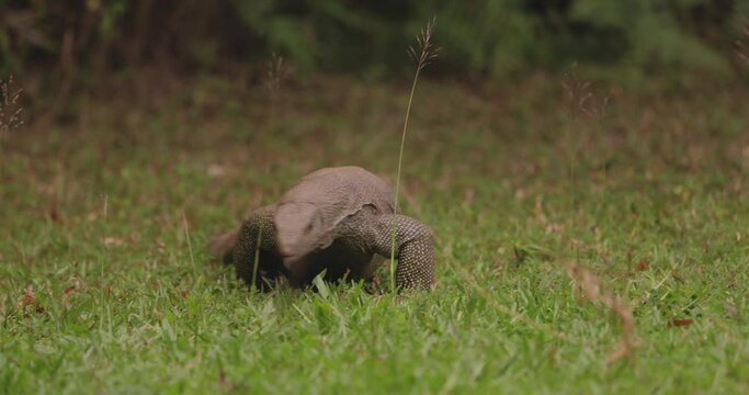 Monitor Lizard in the Wild in Sri Lanka