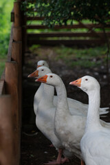 A group of white geese in an enclosure