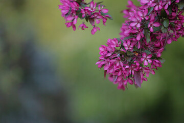 A branch of a flowering decorative apple tree on a blurred green background.