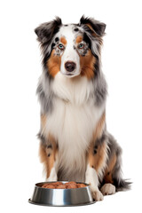 Fototapeta premium border collie dog with bowl isolated on white