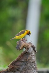 Golden sparrow. Yellow body, black face and eyes.