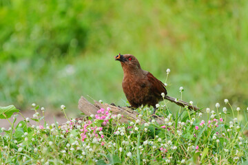 Tattletail, brown body, red eyes