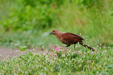 Tattletail, brown body, red eyes