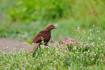 Tattletail, brown body, red eyes