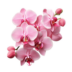 Fototapeta na wymiar Pink Orchid Isolated on Transparent Background. Generative AI