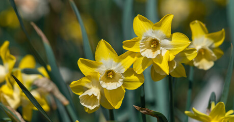 Blooming yellow daffodils in the garden.