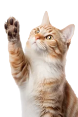 Foto op Plexiglas cat giving high five, isolated on white © Lucas