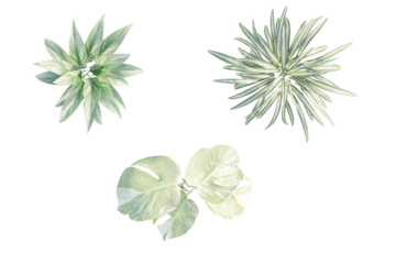 isolated plant top view, best use for landscape design.