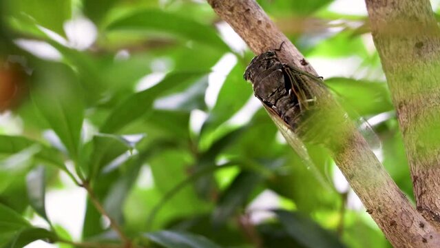 体を震わせて鳴くオスのセミ
