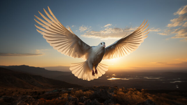 White dove flying with spread wings symbolize peace