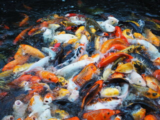 Colorful Carp  (Cyprinus carpio haematopterus) swimming in the pond. Koi fish opening its mouth to suck food on water . Koi carps fish have many colors of  scales such as orange, gold, black, and red.