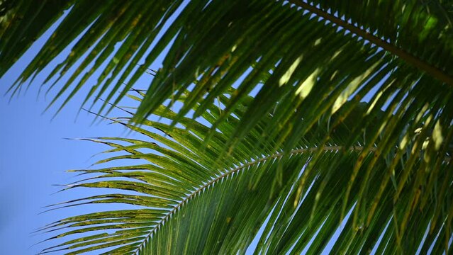 Tropical coconut palm leaf swaying in the wind with sun light, Summer background