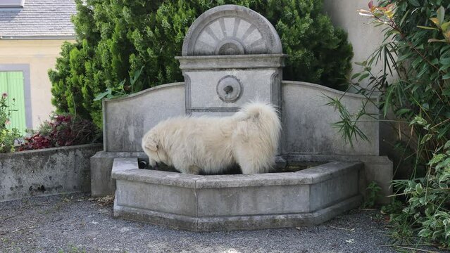 Un patou des Pyrénées se rafraichit dans une fontaine