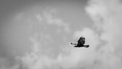 Isolated close up portrait of a single adult western marsh harrier bird in the wild on a blue background of the sky- Armenia