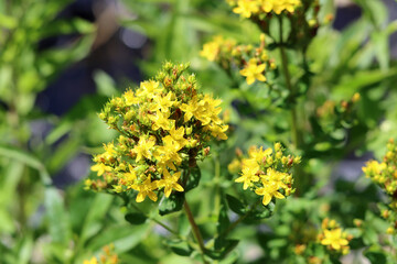 St. John's wort (Hypericum perforatum) close up photo. Small yellow flowers of traditional herbal...