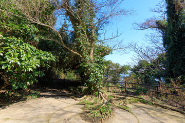 猿島の8cm高角砲座跡