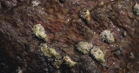 Oysters in the Wild on the Rocks in the Ocean