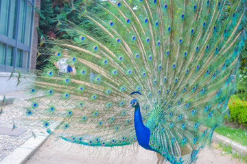 Spain, Madrid, 26.05.2016: Peacocks in the garden walk freely along the alleys