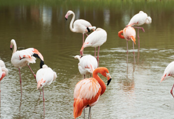 Flamingos in the pond