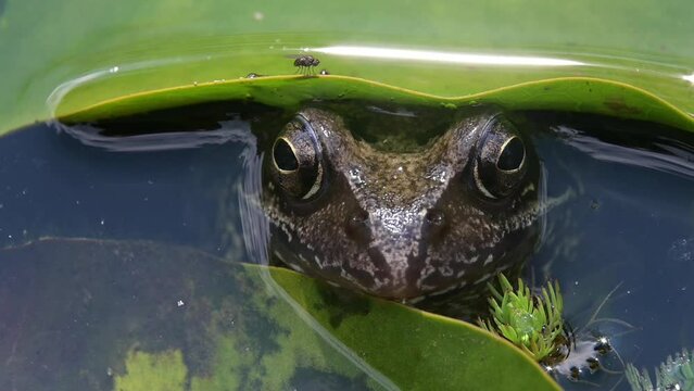 Common Frog (Rana temporaria) staring at a photographer from under a water lily leaf in a garden pond, before quickly disappearing. July, Kent, UK. [Slow motion x5]