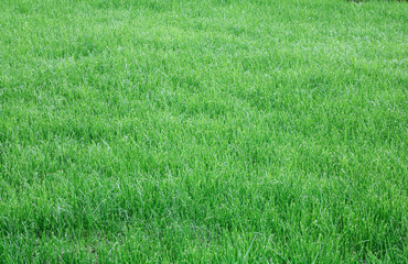 Background of beautiful green grass pattern